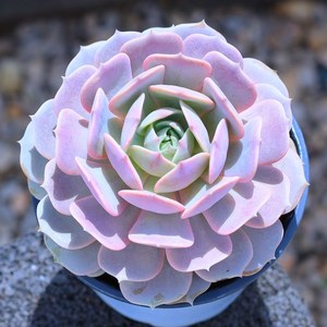 露娜精品大颗高贵稀有单头贵货多肉植物优雅老桩盆栽花卉