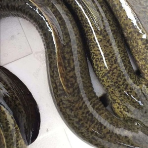 000人付款淘宝水库金色花鳗河鳗鳗鱼鲜活包活到家鳗鲡