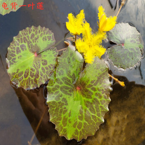龟背一叶莲水生水培荇菜植物鱼缸水草浮萍花卉四季微造景观绿植