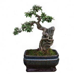 小叶榆树盆景室内客厅摆件金叶老桩提根造型树矮桩附石榆树苗盆.