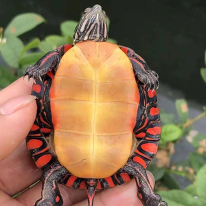 新款东锦东部锦龟苗深水龟小乌龟西锦南锦龟活体活物宠物观赏外塘