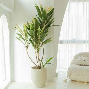 彩虹梦幻朱蕉七彩青叶铁植物北欧大型绿植室内大盆栽客厅落地植物