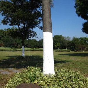 日本购树木涂白剂苗木刷白代替石灰粉柑橘果树桃树干防冻防虫涂白