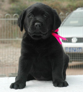 cku注册犬舍纯种双血统黑色拉布拉多犬 拉布拉多幼犬 拉拉宠物狗