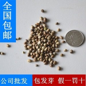 新品茼麻种子红麻白麻绳树籽青麻树苗升麻做麻绳植物