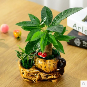 福禄桐福禄寿观赏植物办公室小盆栽阳台特色绿植虎皮兰花卉发财树