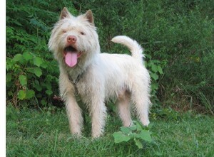 下司犬幼犬短毛下司犬猎犬纯种长毛下司犬猎犬下司犬杜高犬