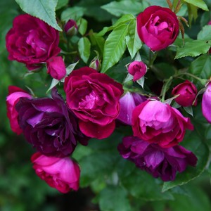 二师兄藤本月季雀之舞丰花无刺少刺多季开花