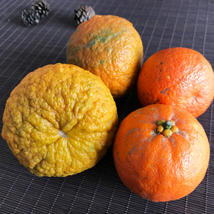 新鲜玳玳果回青橙代代橘代代桔果子代代果实酸橙公孙桔鲜果返青橙