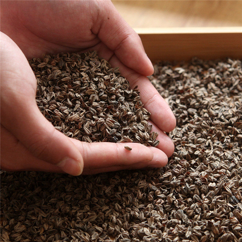 荞麦壳散装苦荞麦壳全荞麦枕头纯荞麦皮枕芯包邮特级消毒甜荞麦皮