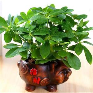 景观办公室招财树橱窗p收银台摆件送礼小植物绿植室内.净化空气客