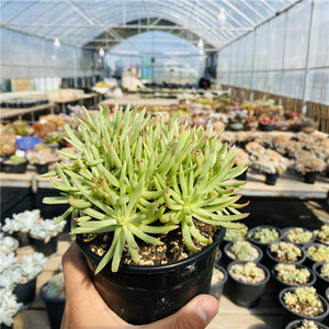 多肉绿叶仙女杯