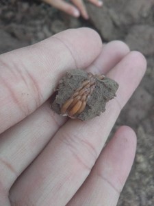 蚂蚱卵东亚飞蝗