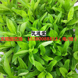 胰岛树苗胰岛素苗尼基罗草苗降糖草树苗血糖活苗种植绿植食用盆栽