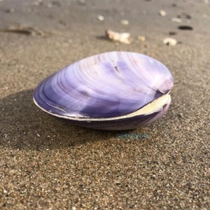 紫蛤贝壳