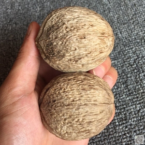原料工艺橄榄印尼巴西进口超大核雕刻原料材料文玩原籽.