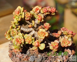 蜡牡丹老桩一物一拍多肉植物 丸叶蜡牡丹