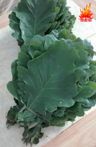 柞树叶子野生新鲜玻璃叶菠萝叶饼粽叶2018新品50片扎树叶粽