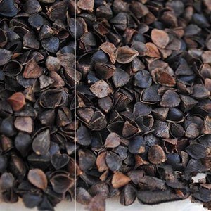 荞麦皮散装黑苦荞麦壳荞麦枕头填充物5斤乔麦皮苦荞皮壳