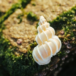 稀有收藏绮狮螺绮蛳螺海螺海罗贝壳天然造景海洋风装饰品摆件鱼缸