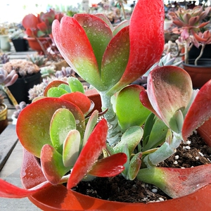 高端唐印多肉植物造型老桩盆景一物一拍图新款稀有巨超大颗株高端