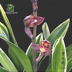 高端兰花苗墨兰望月冠不带花苞浓香型四季好养室内花卉绿植物盆栽
