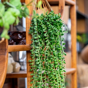 多肉植物佛珠珍珠吊兰室内长藤垂吊植物盆栽好养肉肉新款情人泪