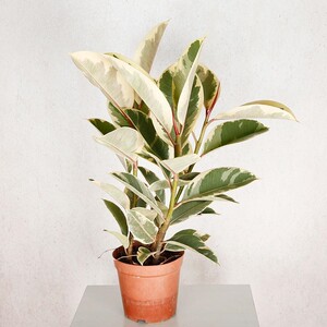 坦尼克花叶橡皮树大彩叶花叶金刚稀有品种桌面室内易养绿植