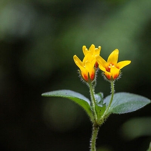 【喜阴藤蔓植物】喜阴藤蔓植物品牌,价格 - 阿里巴巴