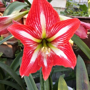 20款川女 土朱 朱顶红 四川女王 开花球 盆栽球根花卉