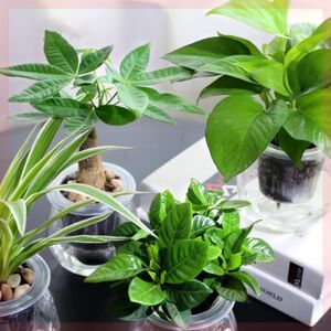 水泡花卉植物水养净化空气