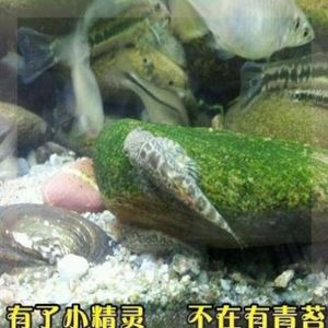 鱼粪便吸