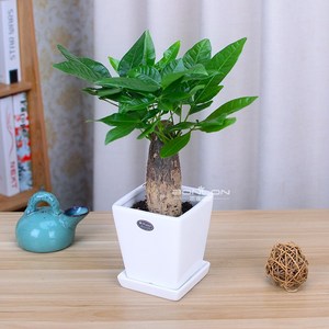 单株发财树