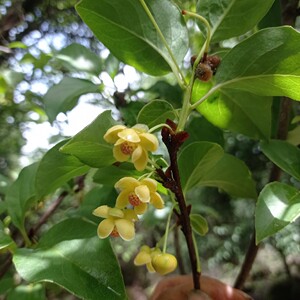 云南新鲜南五味子藤根 紫金藤 盘柱香 南五味子藤根新鲜包邮500克