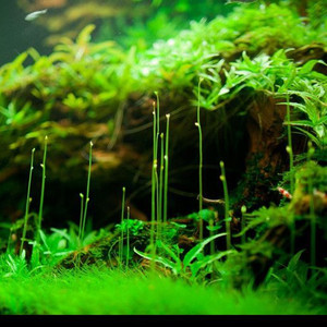 鱼草缸水草淡水