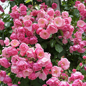 藤本月季安吉拉 多花爬藤月季花苗 安吉拉花量惊人 做拱门花墙