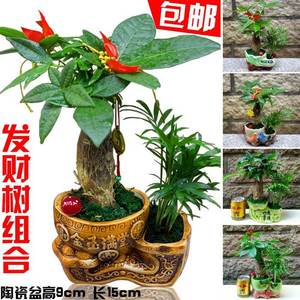 金钱树花盆