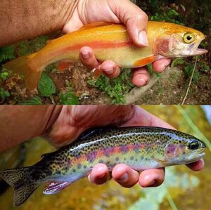 金鳟鱼 虹鳟鱼 鱼苗 活体 原生鱼 金鳟鱼苗 虹鳟鱼苗 顺丰包活