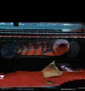 仙塔兰姆流红帝王雷龙鱼中加红帝王丁加奴黑魔神魔神雷龙大型鱼