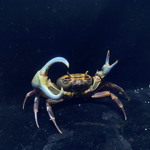 球叶海南溪蟹海南勾手陆地爬行宠物观赏蟹包邮