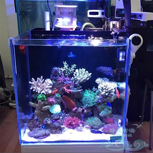 静风听海海水鱼 静风听海海水鱼品牌 价格 阿里巴巴