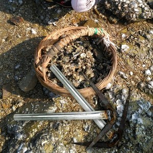 赶海敲海蛎子蛤利钩子挖蚬子鲍鱼采集礁石滩涂海鲜海产品工具