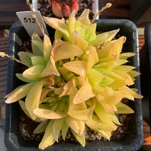 黄金凝脂菊,10cm盆,景天多肉植物 肉肉室内盆栽花卉 云森归