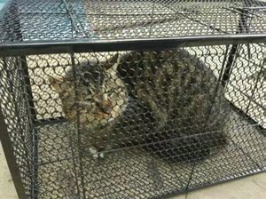 大号特大全自动抓猫笼夹子兽貂诱捕网工具狐狸家用捕猫神器捉猫
