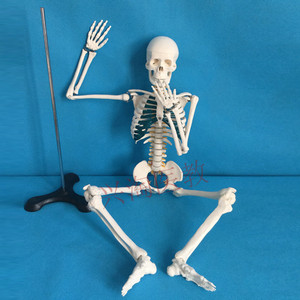 85cm头骨可弯曲可活动肌肉解剖脊椎骨骨头架子人体模型全身小人