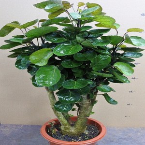 金钱兜 圆叶福禄桐绿植盆栽 桌面盆栽 绿色植物创意绿植花卉包邮图片