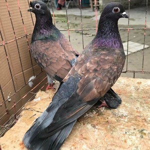 眉山铜麻高飞青年鸽一只血统纯正散养品质优良可繁殖…眉山高飞铜