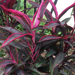 新货中药材红铁树叶干货 朱蕉叶 铁树叶 朱竹叶 红叶铁树500克