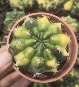翠晃冠锦仙人球