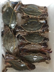 开海鲜活飞蟹白蟹梭子蟹海鲜活顺丰发货包肥不包活2-3只/斤三斤装